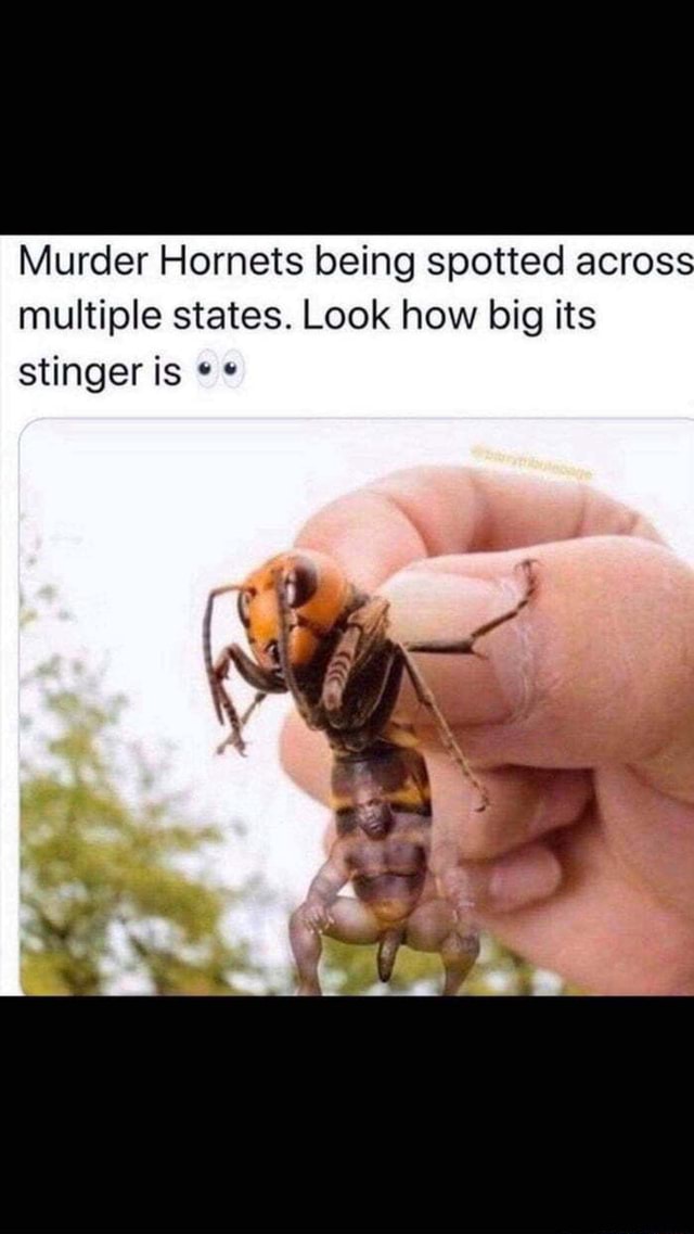 Murder Hornets Being Spotted Across Multiple States. Look How Big Its ...