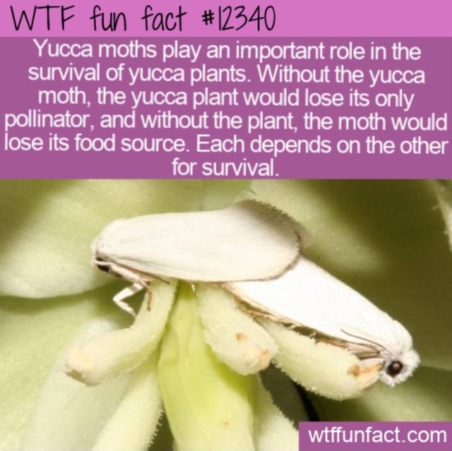 WT? fun fact 12340 Yucca moths play an important role in the survival