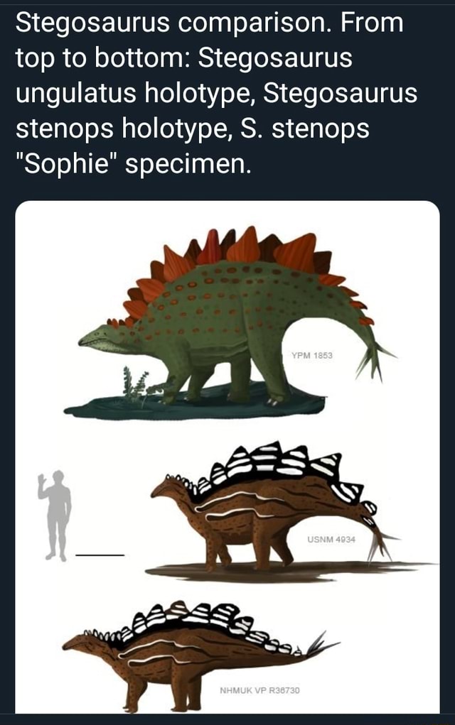 Stegosaurus comparison. From top to bottom: Stegosaurus ungulatus ...