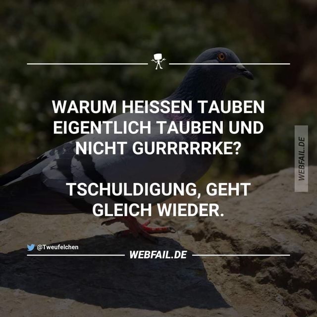 Der Spruch kommt flach angeflogen. 😄 WARUM HEISSEN TAUBEN EIGENTLICH