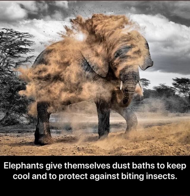 Elephants give themselves dust baths to keep cool and to protect