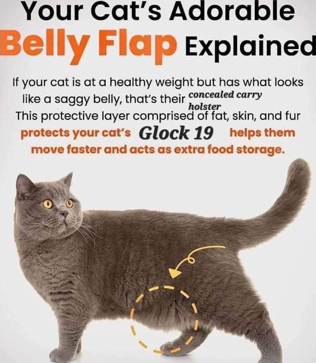 Your Cat's Adorable Belly Flap explained If your cat is at a healthy weight but has what looks