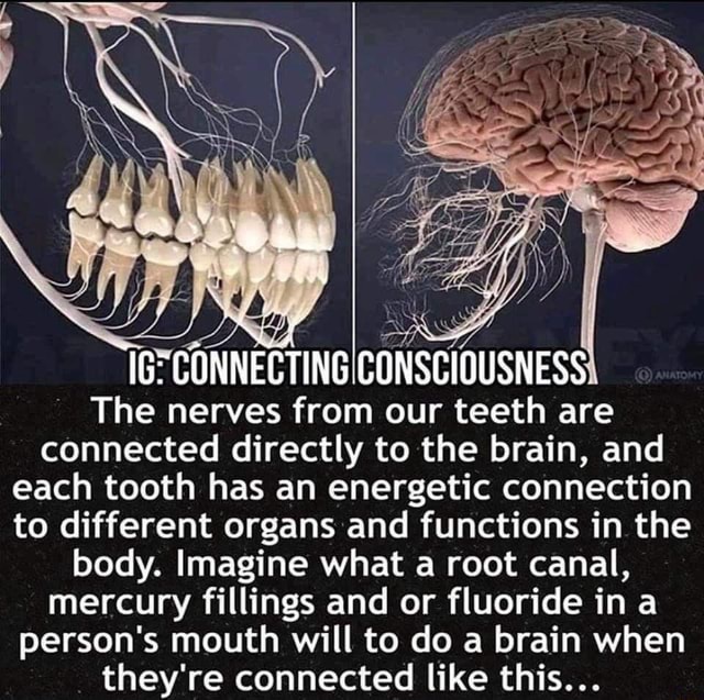 tingiconsciousness-the-nerves-from-our-teeth-are-connected-directly-to