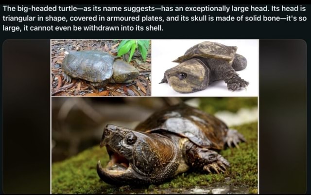 The big-headed turtle-as its name suggests-has an exceptionally large ...