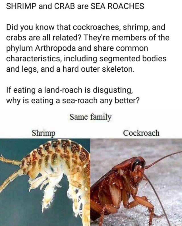 SHRIMP and CRAB are SEA ROACHES Did you know that cockroaches, shrimp