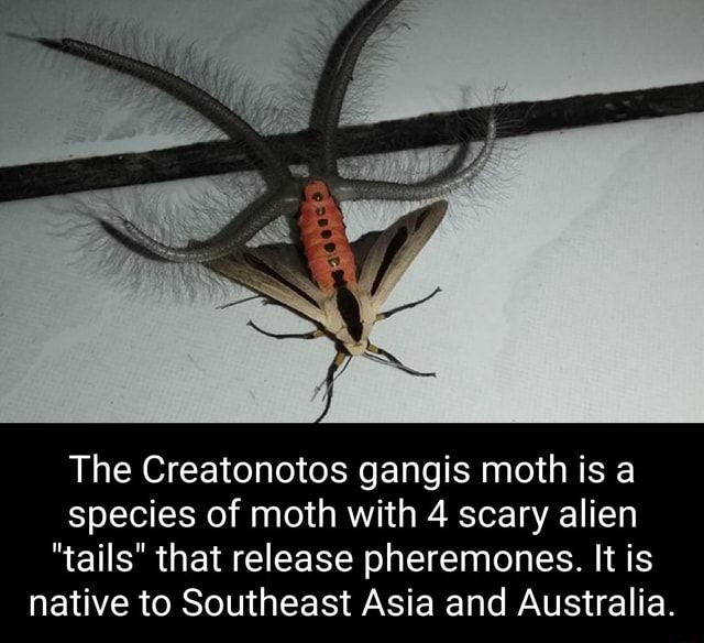 The Creatonotos Gangis Moth Is A Species Of Moth With 4 Scary Alien Tails That Release