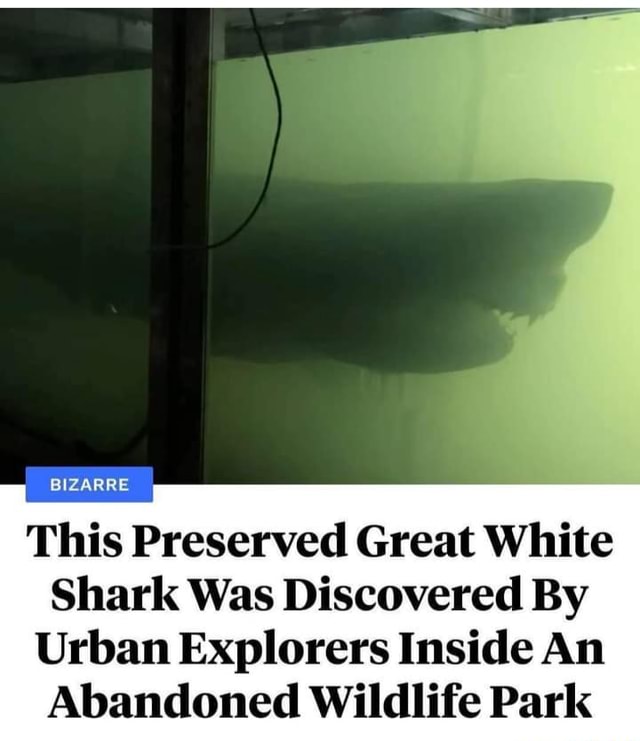 The Dark Truth Behind Rosie The Abandoned Great White Shark Rosie the Shark - BIZARRE This Preserved Great White Shark Was