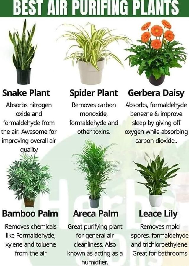 Snake Plant Absorbs nitrogen oxide and formaldehyde from the air