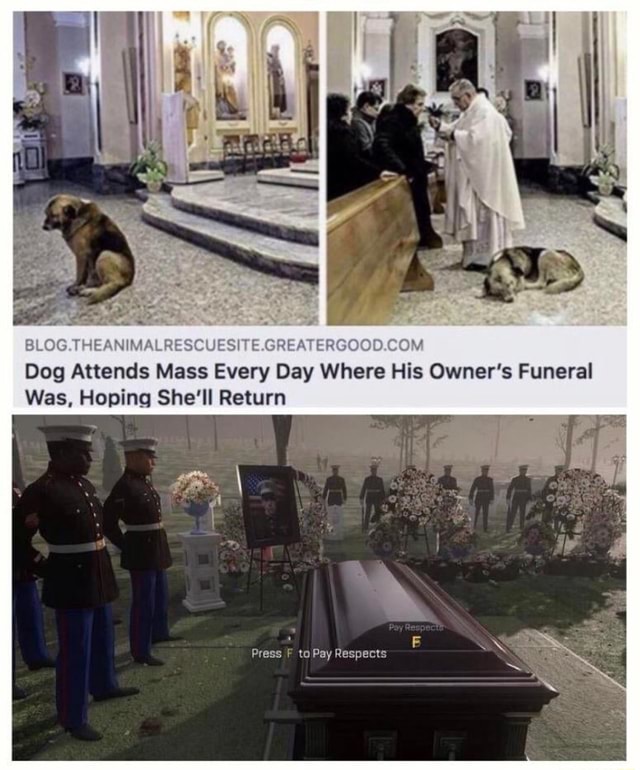 Dog Attends Mass Every Day Where His Owner’s Funeral Was, Hoping She'll ...