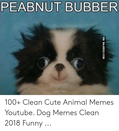 PEABNUT BUBBER 100+ Clean Cute Animal Memes Youtube. Dog Memes Clean - PEABNUT BUBBER 100+ Clean Cute Animal Memes Youtube. Dog Memes Clean -