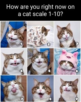 So, on this cat scale, how do you feel today? : r/aww
