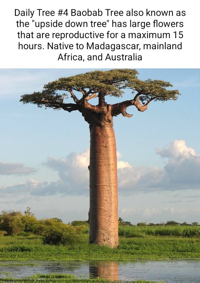 Daily Tree #4 Baobab Tree also known as the 