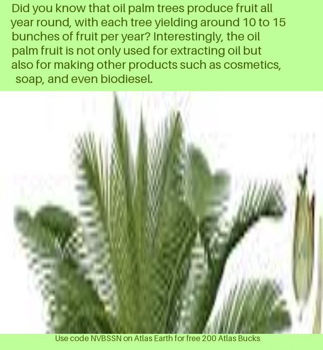 Did you know that oil palm trees produce fruit all year round, with