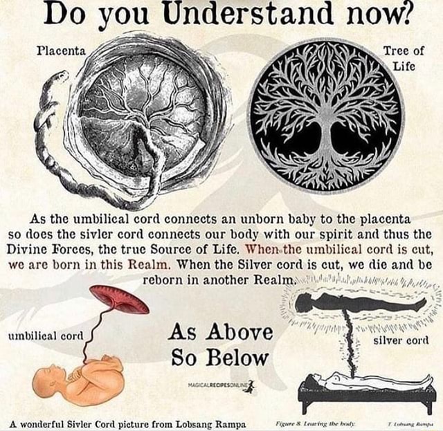 do-you-understand-now-placenta-as-the-umbilical-cord-connects-an