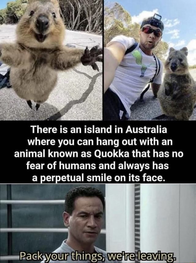 There is an island in Australia where you can hang out with an animal ...