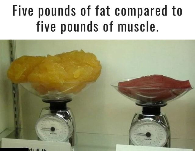 Five pounds of fat compared to five pounds of muscle. - iFunny