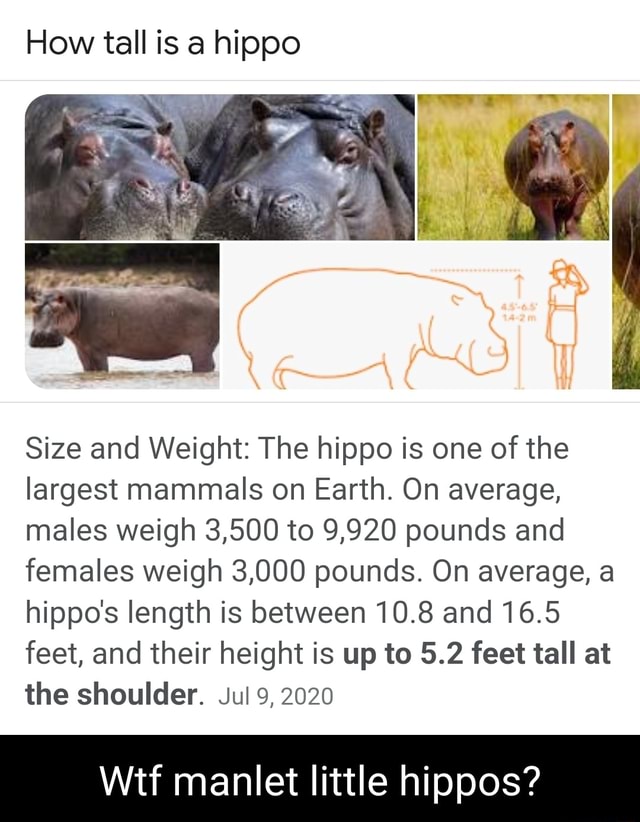 How tall is a hippo Size and Weight: The hippo is one of the largest