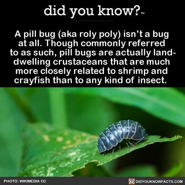 did-you-know-a-pill-bug-aka-roly-poly-isn-t-a-bug-at-all-though