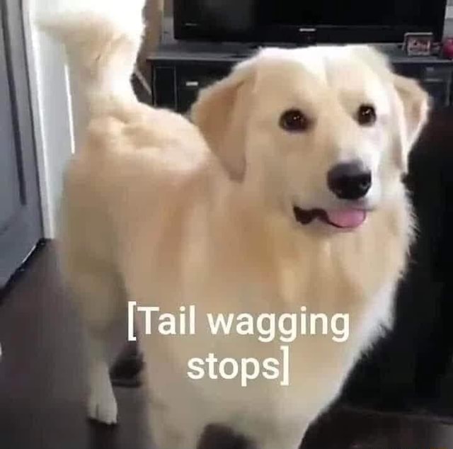 [Tail wagging stopsI iFunny