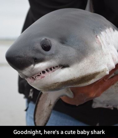 Goodnight Here S A Cute Baby Shark Goodnight Here S A Cute Baby Shark