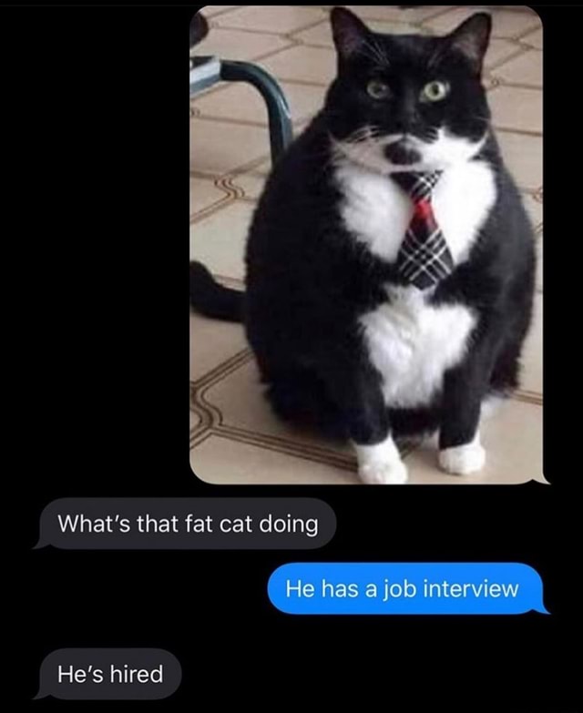 What's that fat cat doing - iFunny :)