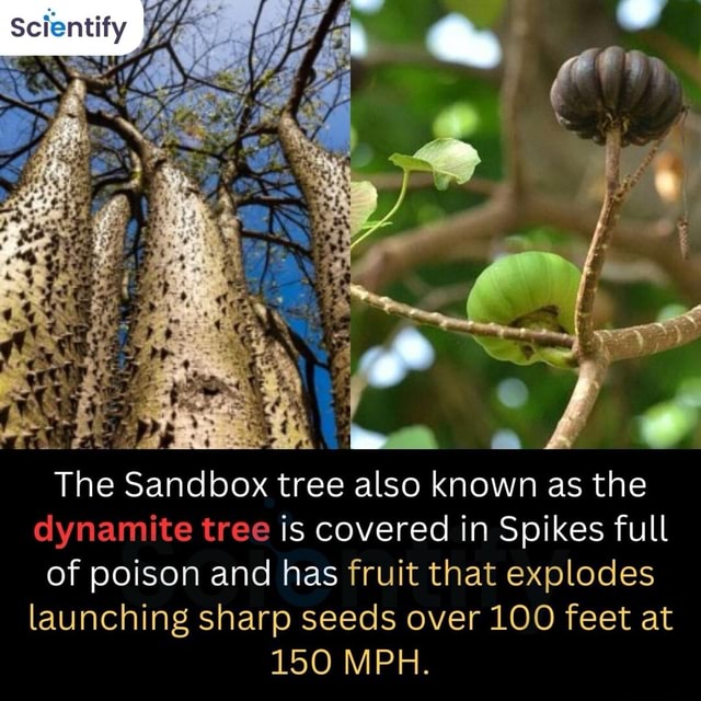 The Sandbox Tree Also Known As The Dynamite Tree Is Covered In Spikes Full Of Poison And Has