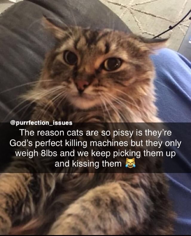 Issues The reason cats are so pissy is they're God's perfect killing  machines but they only weigh 8lbs and we keep picking them up and kissing  them 