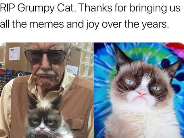 Rip Grumpy Cat Thanks For Bringing Us All The Memes And Joy Over The Years Ifunny