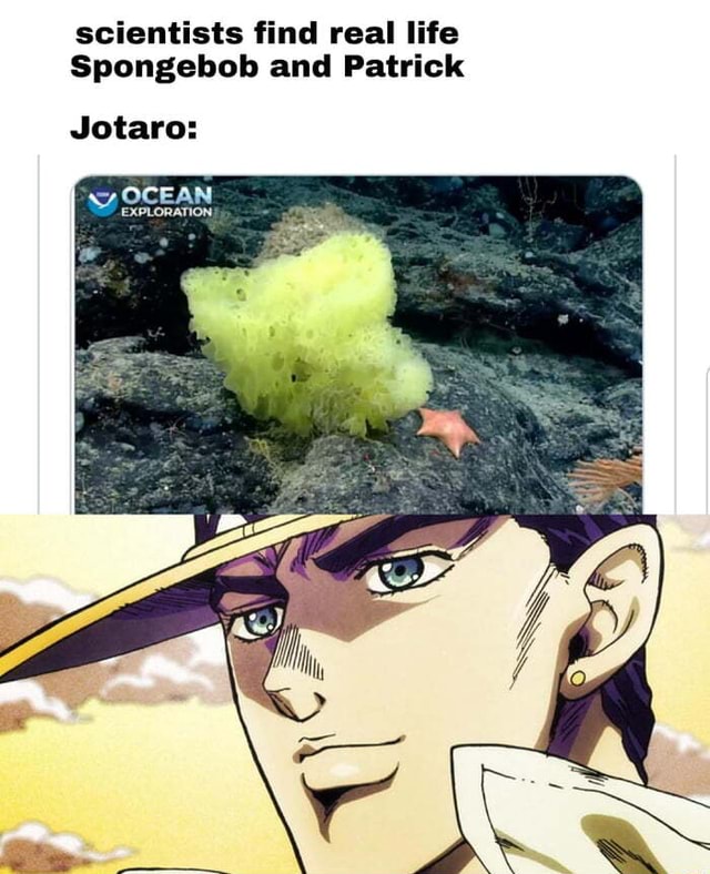 Scientists Find Real Life Spongebob And Patrick Jotaro Ocean