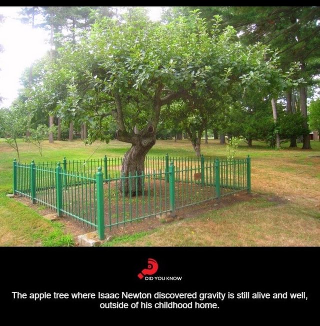 Mn vou KNOW The apple tree where Isaac Newton discovered gravity is ...