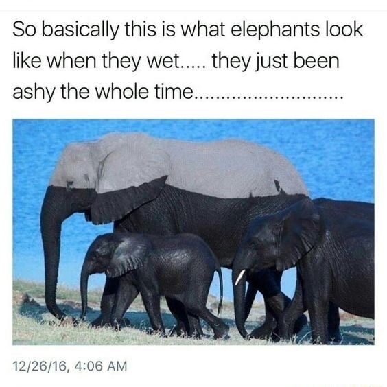 So basically this is what elephants look like when they wet..... they