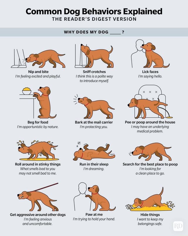 Common Dog Behaviors Explained THE READER'S DIGEST VERSION WHY DOES MY