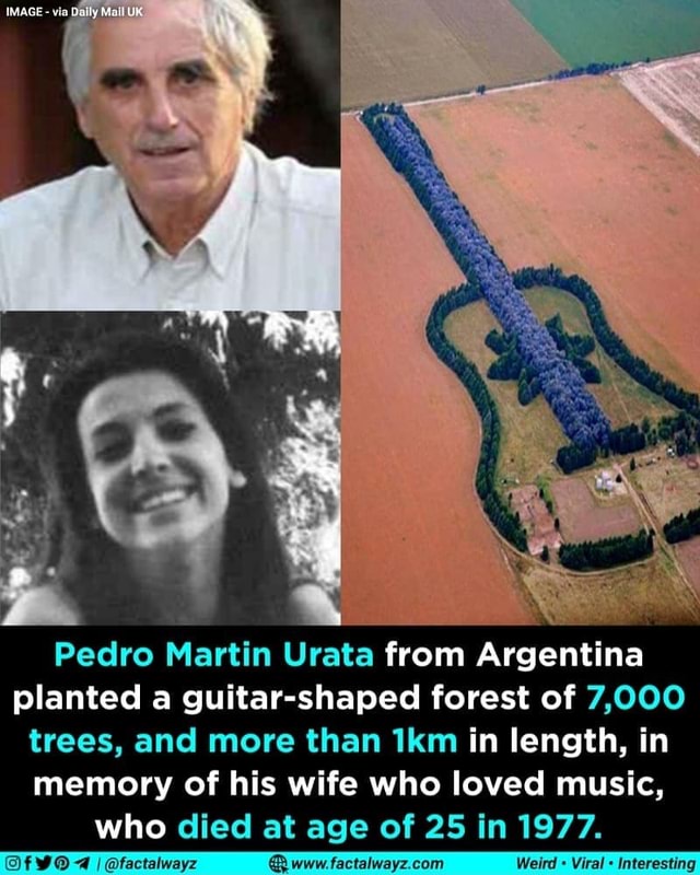 Pedro Martin Urata from Argentina planted a guitar-shaped forest of 7,000 trees, and more than in length, in memory of his wife who loved music, who died at age of 25 in