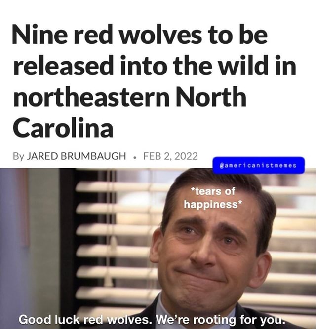Nine red wolves to be released into the wild in northeastern North