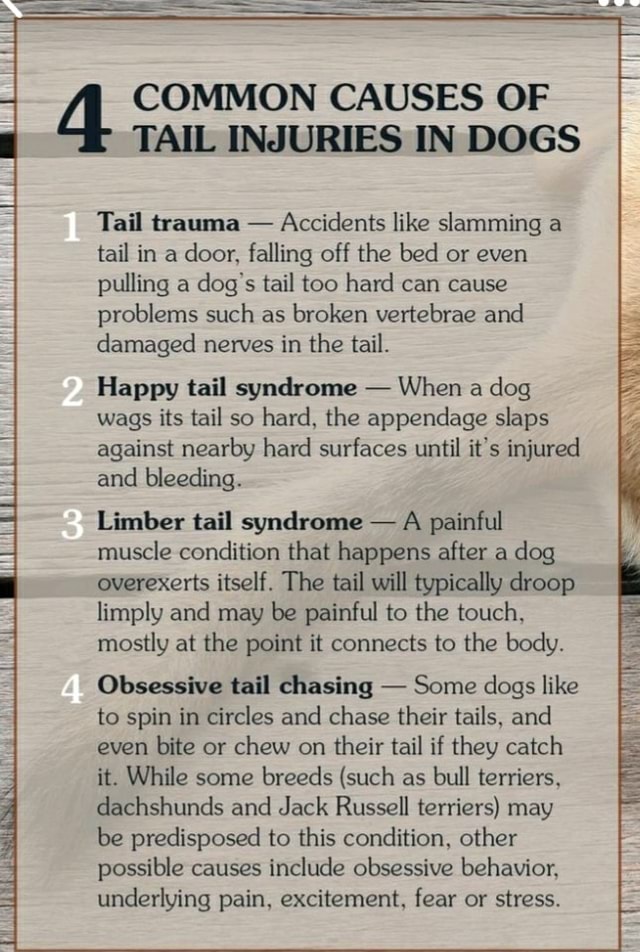 COMMON CAUSES OF TAIL INJURIES IN DOGS Tail trauma Accidents like
