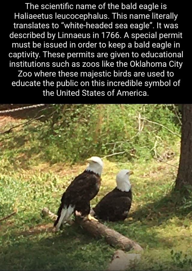 The scientific name of the bald eagle is Haliaeetus leucocephalus. This ...