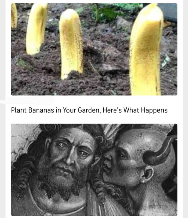 Plant Bananas in Your Garden, Here's What Happens iFunny