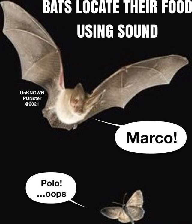 BATS LOCATE THEIR FOOD USING SOUND UnKNOWN PUNster @2021 - iFunny