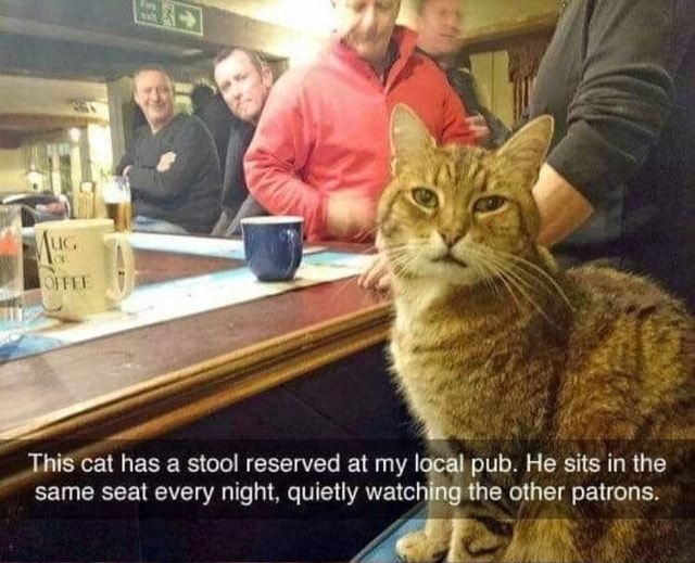 This cat has a stool reserved at my I pub. He sits in the same seat
