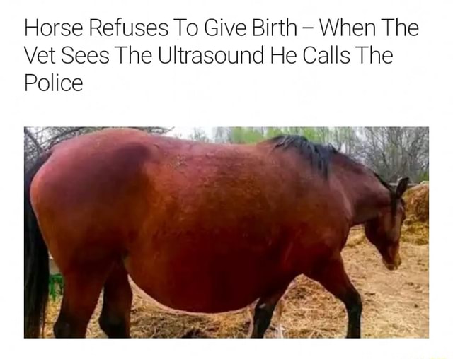 Horse Refuses To Give Birth - When The Vet Sees The Ultrasound He Calls