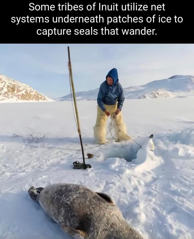 Some tribes of Inuit utilize net systems underneath patches of ice to ...