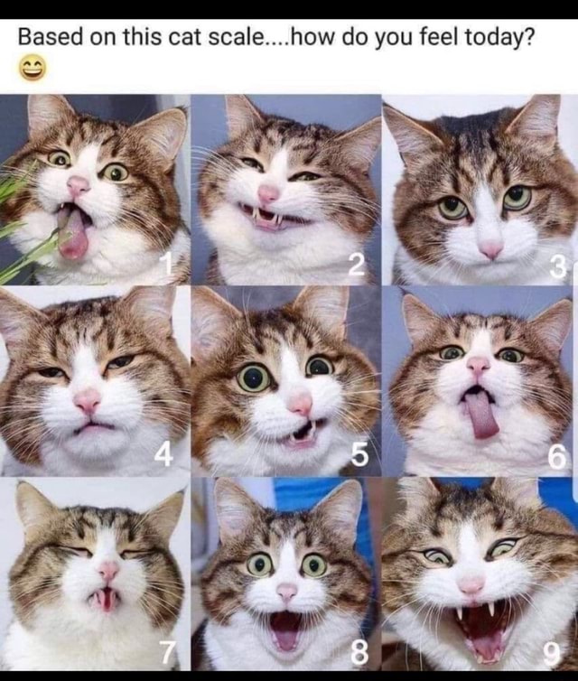 Based on this cat scale....how do you feel today? an iFunny