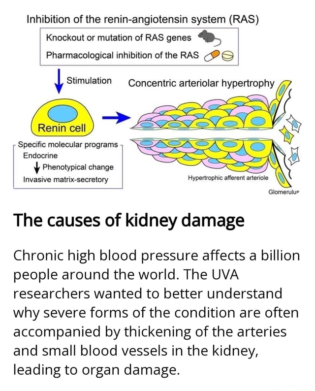 Inhibition of the reninangiotensin system (RAS) Knockout or mutation