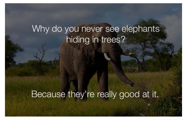 Elephants hiding trees you why do in never see 30+ Why