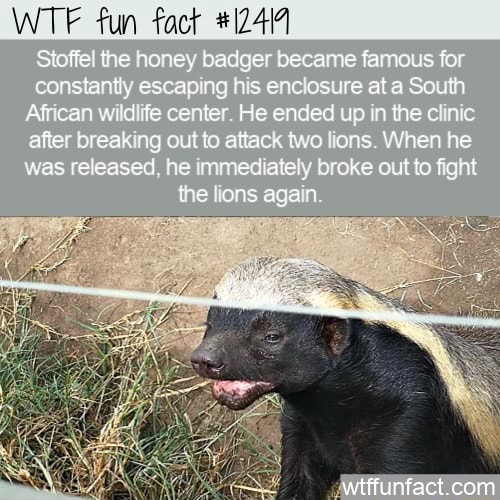 Fun Stoffel the honey badger became famous for constantly escaping his enclosure ata South