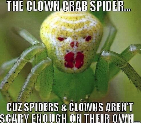THE CRAB SPIDER: SPIDERS GLOWS ARENT SCARY ENOUGH ON THEIR OWN. - iFunny