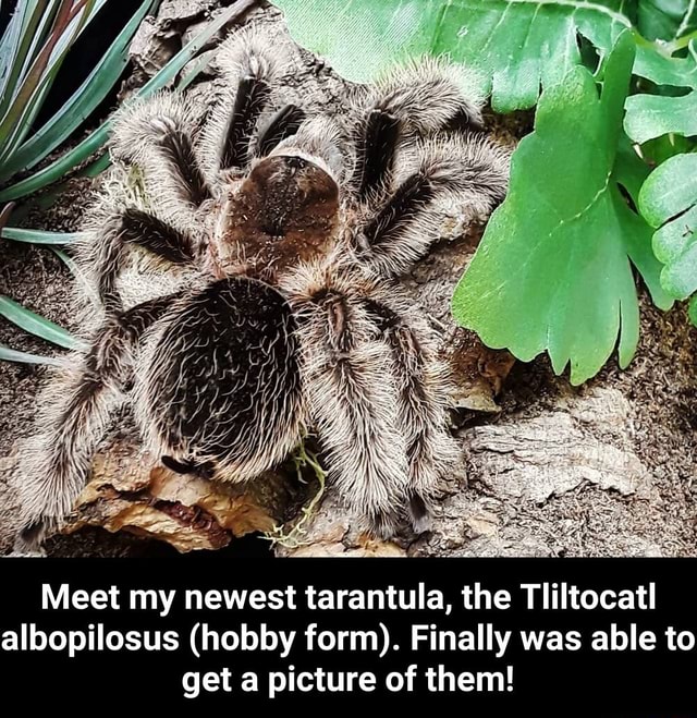 Meet My Newest Tarantula The Tliltocatl Albopilosus Hobby Form Finally Was Able To Get A