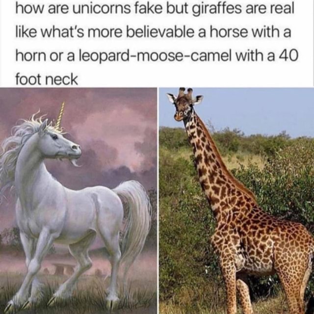 How are unicorns fake but giraffes are real like what's more believable