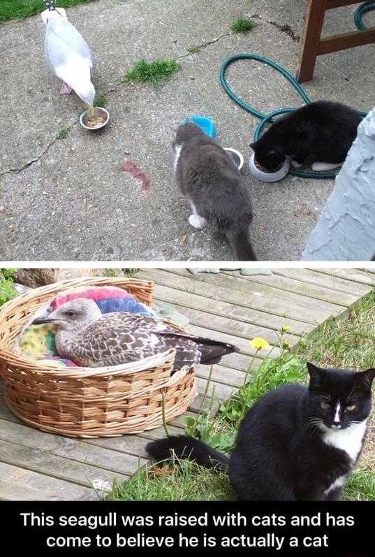 This seagull was raised with cats and has come to believe he is
