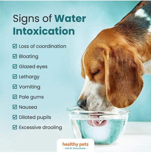 Signs of Water Intoxication Loss of coordination Bloating Glazed eyes